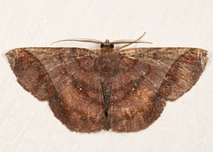 Thysanopyga carfinia