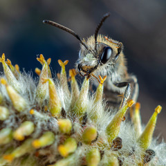 Andrena vaga