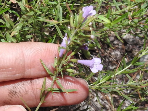 Image of Hedeoma hyssopifolia by (c) Sam Kieschnick, some rights reserved (CC BY)