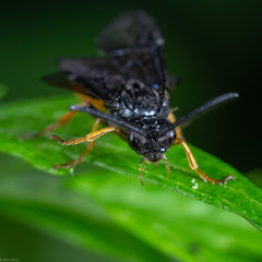 Arge fuscipennis