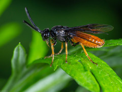 Arge fuscipennis