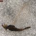 Paraleptophlebia heteronea - Photo (c) Biodiversity Institute of Ontario. Biodiversity Institute of Ontario., some rights reserved (CC BY-NC-SA)