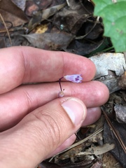 Apteria aphylla