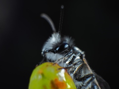 Andrena vaga