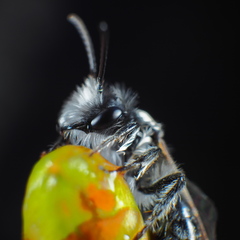 Andrena vaga