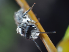 Andrena vaga