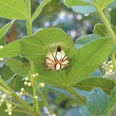 Oxyopes niveosigillatus