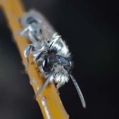 Andrena vaga