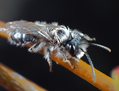 Andrena vaga