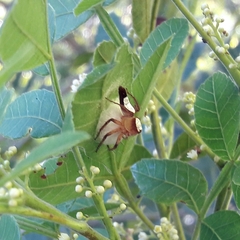 Oxyopes niveosigillatus