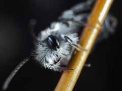 Andrena vaga