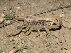 Hoffmannihadrurus aztecus