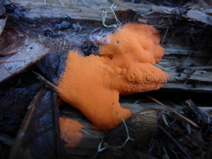 Dictydiaethalium plumbeum