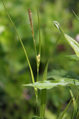 Carex oligocarpa