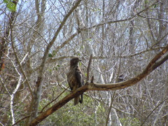 Buteo jamaicensis fumosus