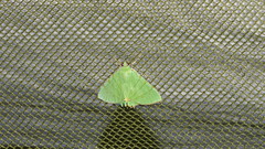 Eulepidotis viridissima