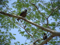 Buteo jamaicensis fumosus