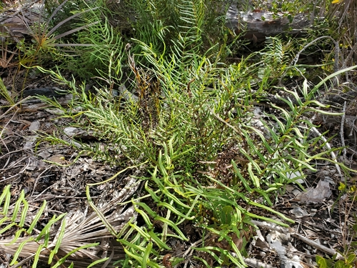 Image of Pteris bahamensis by (c) Tom Field, some rights reserved (CC BY)