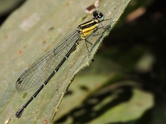 Onychargia atrocyana