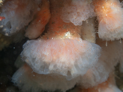 Morchellium argus