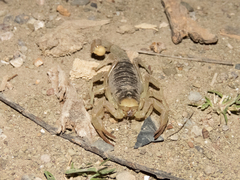 Hoffmannihadrurus aztecus