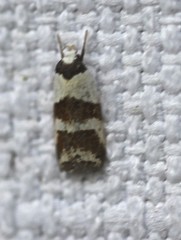 Eulechria triferella