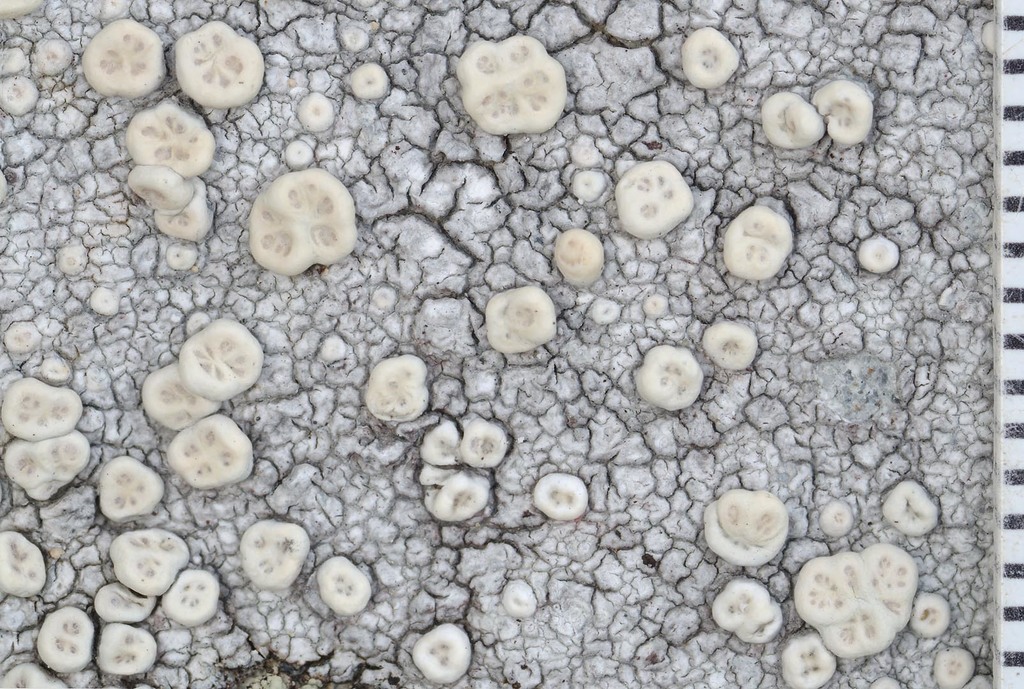 Ochrolechia rhodoleuca
