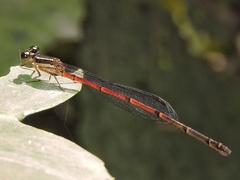 Mortonagrion aborense