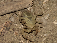 Hoffmannihadrurus aztecus