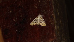 Stictothripa albescens