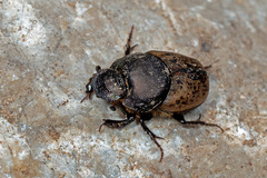 Onthophagus vacca