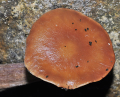 Lactarius lacunarum
