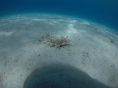 Condylactis aurantiaca