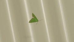 Eulepidotis viridissima