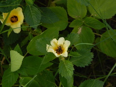 Lycastrirhyncha nitens