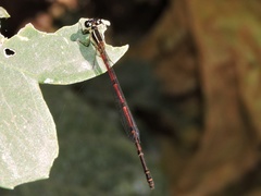Mortonagrion aborense