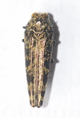 Agrilinae