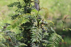 Vachellia hindsii