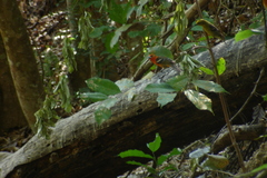Piranga bidentata flammea