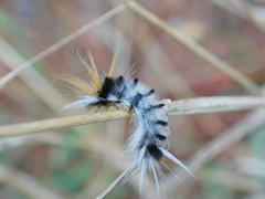 Halysidota ruscheweyhi