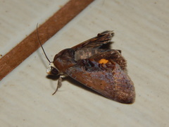 Gonodonta fulvangula
