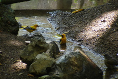 Icterus pustulatus graysonii