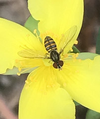 Toxomerus verticalis