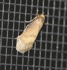 Lambula obliquilinea