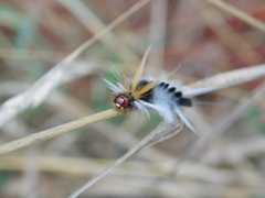 Halysidota ruscheweyhi