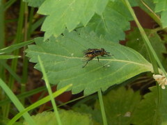 Lycastrirhyncha nitens