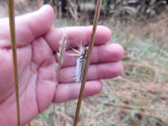 Halysidota ruscheweyhi