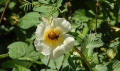 Lycastrirhyncha nitens