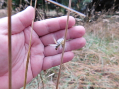 Halysidota ruscheweyhi