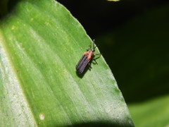Heterispa vinula